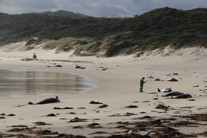 DELWP officer inspect dozens of whales beached at Wingan Inlet, Victoria