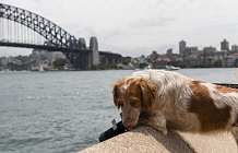 Собачий патруль защитит Сиднейскую оперу