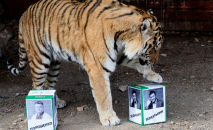 Бартек, самец амурского тигра, выбирает коробку с фотографией кандидата Владимира Зеленского, пытаясь предсказать победителя президентских выборов в Украине, в зоопарке Роев ручей , в Красноярске, Россия