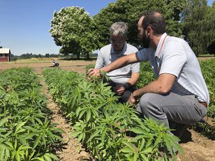 OSU launches research lab focused on hemp
