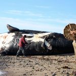 Scientists Fear Extinction After Six Rare Right Whales Die In A