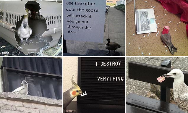 Seagulls stealing dentures and parrots chewing their way out of cages - birds can be