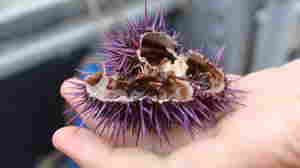 Saving California's Kelp Forest May Depend On Eating Purple Sea Urchins