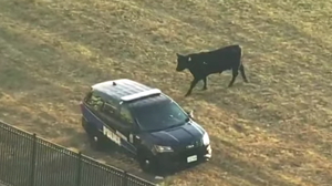 A Bull Has An Afternoon Out In Baltimore