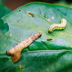 Insecticidas basados en baculovirus - el nucleopoliedrovirus multiple de Spodoptera exigua (SeMNPV)