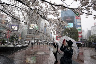 People are taking photos of cherry blossoms with unseasonable late snowfall at Shibuya, Tokyo, Japan. Tokyo Governor ...