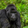 Hunters face life sentences after killing famous gorilla