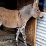 A three month old "zonkey", a crossing between a zebra and a donkey.