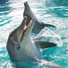 Two old foes join hands to help save three young dolphins