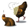 I got a full bird's stuffing with my half chicken: will it ruffle feathers?