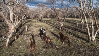 The fight to save the brumbies stirs old animosities