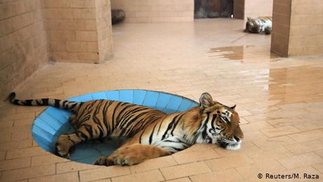 BdTD Pakistan Zoo Lahore | Tiger sucht Kühlung (Reuters/M. Raza)