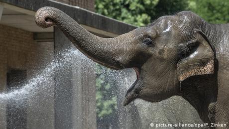 Berlin Tiere bei Sommerhitze im Zoo Elefant (picture-alliance/dpa/P. Zinken)