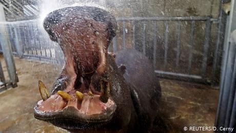 BdT A hippopotamus gets a shower inside its enclosure at the Prague Zoo (REUTERS/D. Cerny)