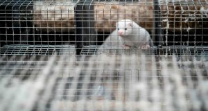  A mink looks out from its cage at a Danish farm which has  to kill off its  herd. Photograph:  Mads Claus Rasmussen / Ritzau Scanpix / AFP