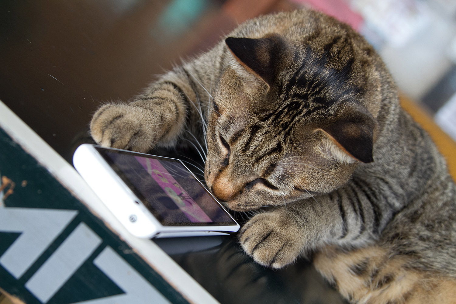 Engineer Creates App To Translate Your Cat