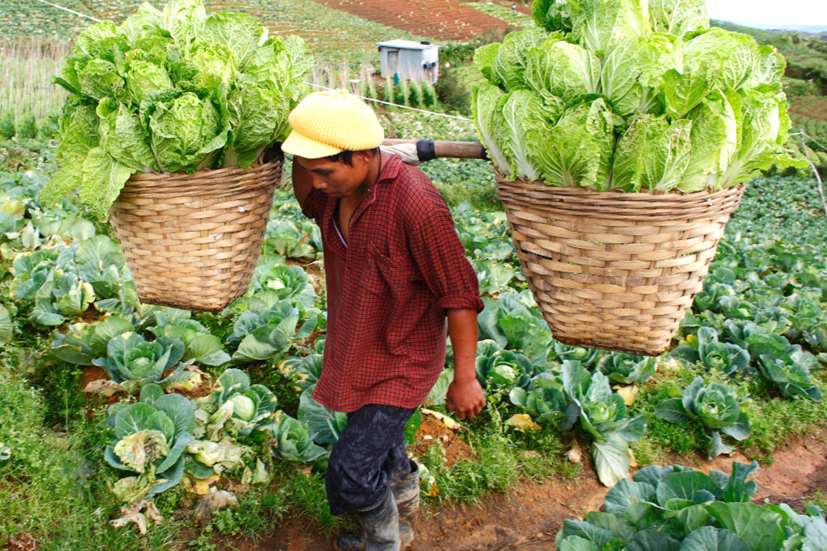 A man balances two baskets full of cabbages on his back. 
