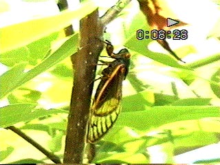 Feeding cicada