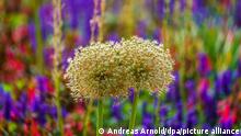 BdTD - Ackerknoblauch Blumenwiese