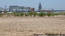 BdTD Deutschland Trockenheit in Köln