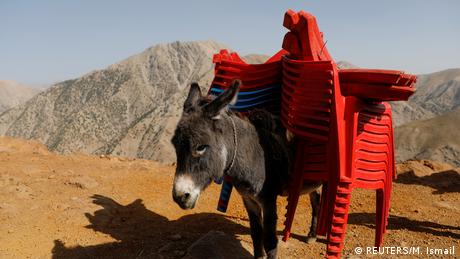 Ein Esel mit Wahlmaterial in einer Provinz in Afghanistan