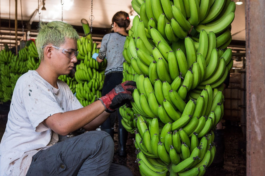 Image of worker picking bananas. 