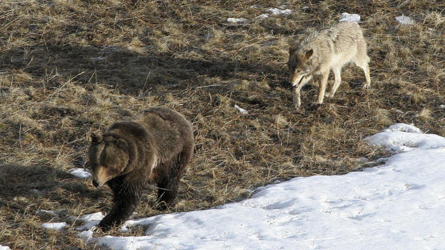 Exchange Yellowstone Predators 