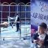 Due leoni scappano dalla gabbia durante uno show in un circo cinese, panico sugli spalti e spettatori in fuga