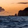 On a wing and a prayer, Phillip Island residents turn off the lights to give some chicks a chance