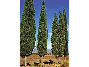 Italian cypress