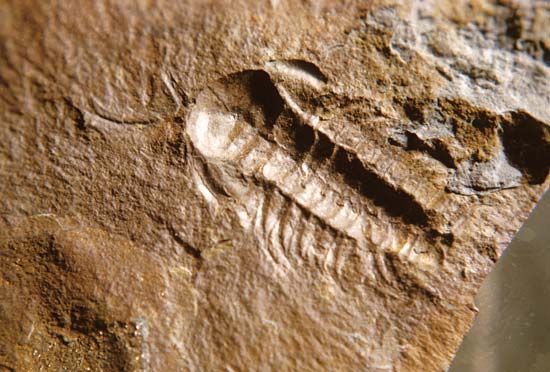 trilobite fossil