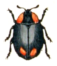 Hyperaspis reppensis