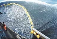 Purse seine boat encircling a school of fish