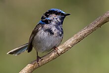 closeup of a small long-tailed vivid pale blue and black bird