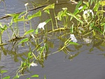 Ipomoea aquatica in Ukumehame, Maui, Hawaii