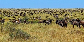 Traditional herding of goats in Greece. Overgrazing by poorly managed traditional herding is one of the primary causes of desertification and maquis degradation.