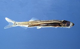 Transparent eggs with the yolk and eyes visible and one larva hatched.