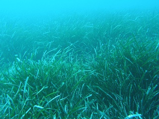 Hábito de Posidonia