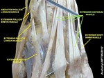 Extensor digitorum muscle