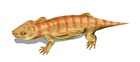 Procolophon trigoniceps