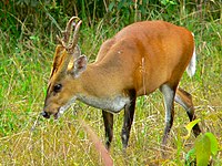 M. m. aureus in India. This subspecies is now included under the northern red muntjac (M. vaginalis)