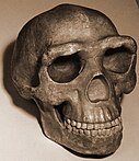 Traditional reconstruction of the Peking Man skull