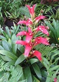 Guzmania wittmackii