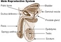 Human male reproductive system