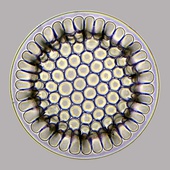 Diatom