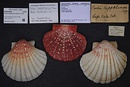 Pecten keppelianus