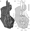 Photos and diagrams showing hand and foot bones of specimen SAM-PK-K1332