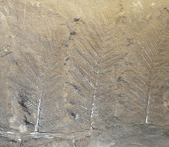 Отпечаток ископаемого семенного папоротника