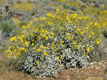 Encelia farinosa (brittlebush)