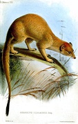 Drawing of brown mongoose